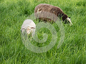 One brown a young white sheep eating grass