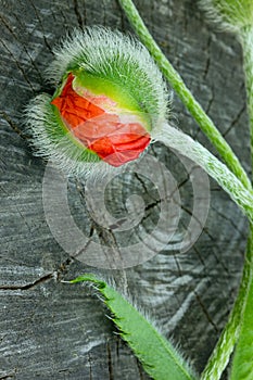 One of a Bud of a poppy on wood background