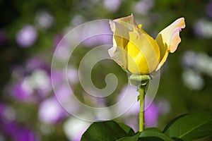 One bud of yellow rose on beautiful green - purple blurred background in garden. Close-up. Copy space