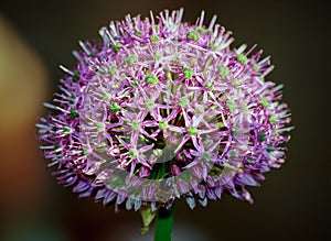 One bulb of  Allium Grass  on a blur background