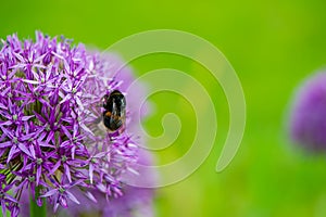 One bumblebee collects nectar and pollen from a purple flower on a blurred green background