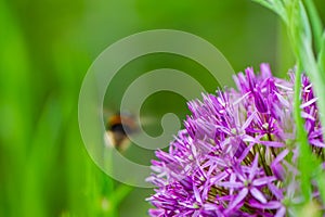 One bumblebee in flight and purple flower on a blurry green background