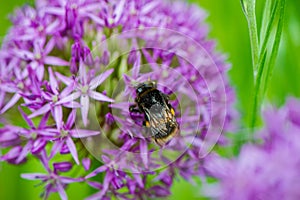 One bumblebee between green stems of plants collects nectar and purple flower