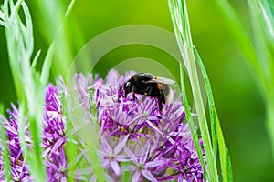 One bumblebee between green stems of plants collects nectar and purple flower