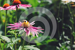 One bumblebee pollinates Echinacea purpurea flowers in the garden