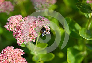 One bumblebee pollination a small flowers