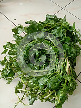 One bunch of fresh greens