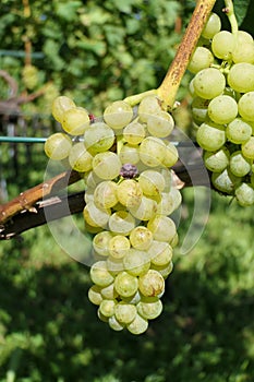 Harvesttime: a bunch of sweet white grapes photo