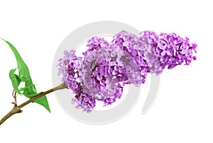 One bunch of purple lilacs on a white background with leaves