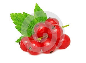 One bunch of ripe redcurrant with green leaf (isolated)