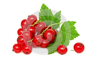 One bunch of ripe redcurrant with green leaves (isolated) photo