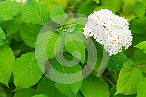 One bunch of white flowers hydrangea