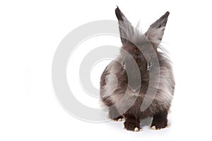 One Bunny Rabbit on White Background