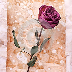 One burgundy rose flower on painted crumpled aged paper background close up, holiday invitation or greeting card design