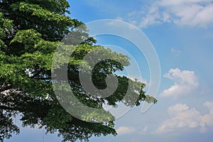 One bush with blue sky with cloud.