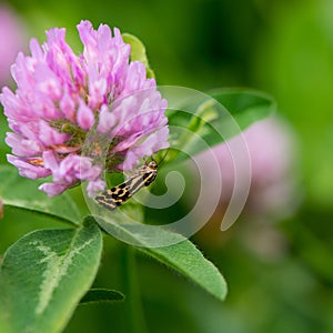 One butterfly collects nectar flower of clover