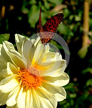 One butterfly on the white flower in garden - closeup