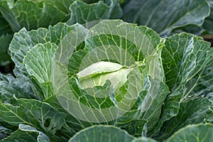 One cabbage grows in a market garden