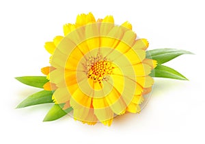 One calendula marigold flower isolated on white