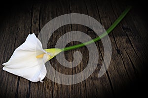 One Calla Lily in Window Light