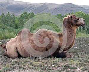 One camel in mongolia