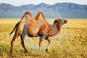 One camel in mongolia