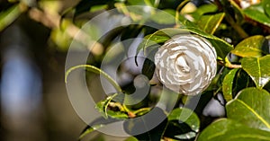 One camelia flower, on tree branch, in Terra Nostra Garden, Azores