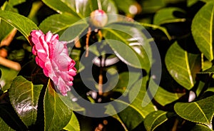 One camelia flower, on tree branch, in Terra Nostra Garden, Azores