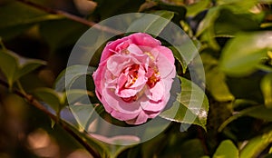 One camelia flower, on tree branch, in Terra Nostra Garden, Azores