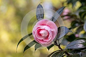 One camelia flower, on tree branch, in Terra Nostra Garden, Azores