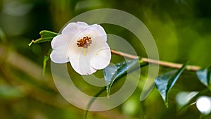 One camelia flower, on tree branch, in Terra Nostra Garden, Azores