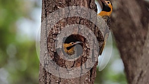 One campo flicker woodpecker calls in its nest until they come to feed it