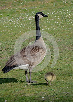 One Canada goose mother looking after one new born gosling