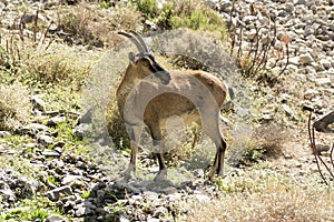 One Capra aegagrus cretica wild animal in Greek mountains