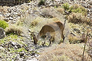 One Capra aegagrus cretica wild animal in Greek mountains, eating grass on stones