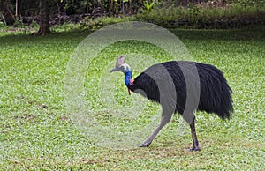 One Cassowary male, flightless bird