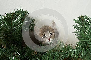 one Cat baby striped kitten sleep cute beautiful with a New Year& x27;s hat on a white red background copyspace space for