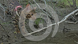Uno gatto Bengala passeggiate sul erba verde. Bengala gattino insegna sul a piedi lungo foresta asiatico gatto sta provando sul nascondere 