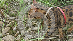 Uno gatto Bengala passeggiate sul erba verde. Bengala gattino insegna sul a piedi lungo foresta asiatico gatto sta provando sul nascondere 