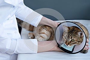 One cat in a collar on the table, the hands of the girl`s veterinarian hold the cat. Care of Pets. photo