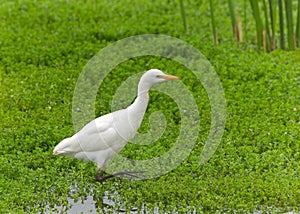 One Cattle Egret foraging for food in shallow marsh waters