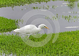 One Cattle Egret foraging for food in shallow marsh waters.