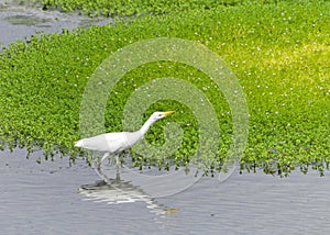 One Cattle Egret foraging for food in shallow marsh waters