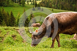 One caw grazing in the field of green grass.