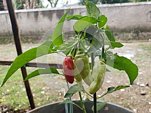 one of the cayenne peppers is already ripe even though there are only four of them photo