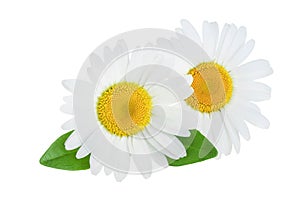 One chamomile or daisies with leaves isolated on white background