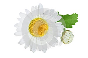 One chamomile or daisies with leaves isolated on white background