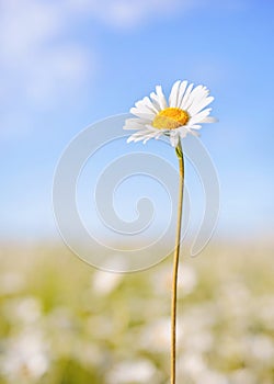 One chamomile on summer field and blue sky background