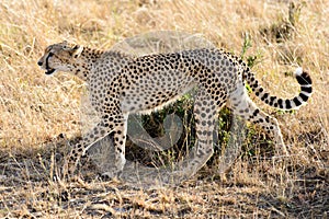 One cheetah on the grassland