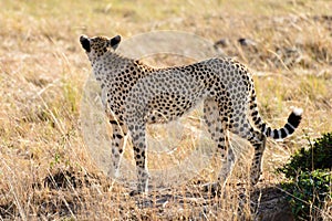 One cheetah on the grassland